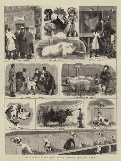 Croquis aux expositions de bovins et de chiens de Birmingham - John Charles Dollman